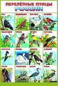 Перелетные птицы Росии. Плакат