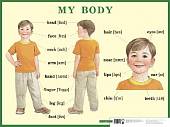 Строение тела человека. My body. Наглядное пособие на английском языке для начальной школы