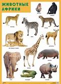 Животные Африки. Плакат