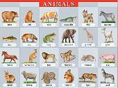 Животные. Наглядное пособие по английскому языку