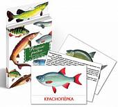Дидактические карточки. Речные рыбы