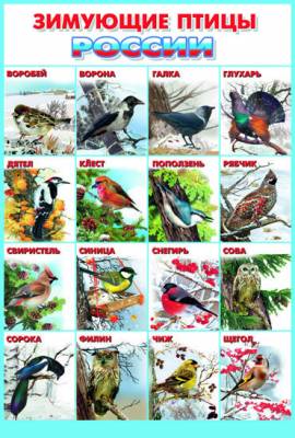 Зимующие птицы России. Плакат