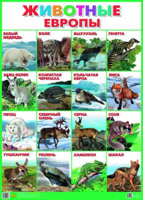 Животные Европы. Плакат